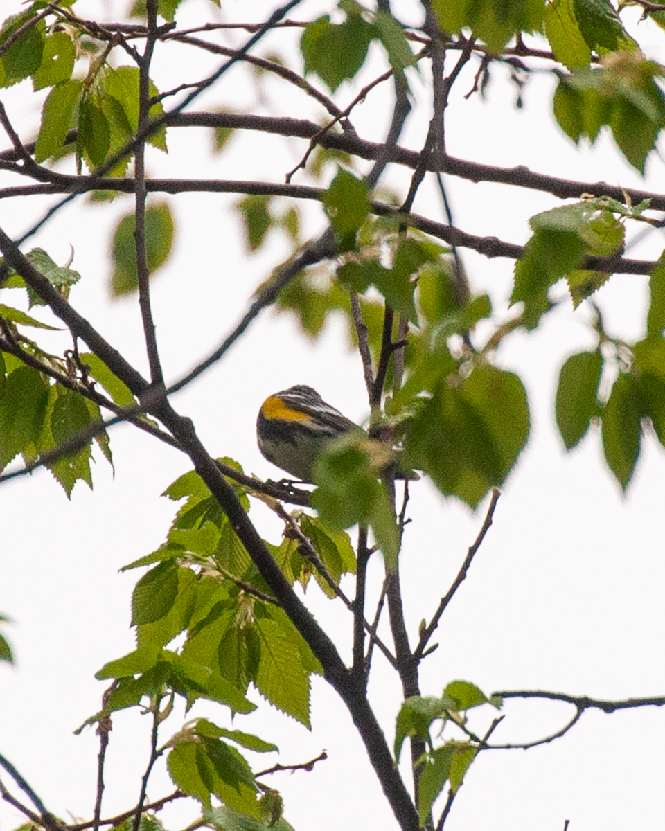 Yellow-rumped Warbler - ML618402759