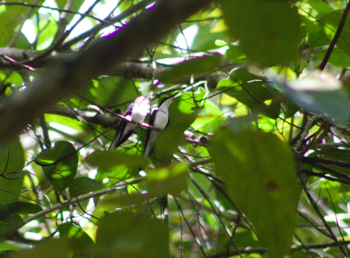 kolibřík purpurovohlavý - ML618402763