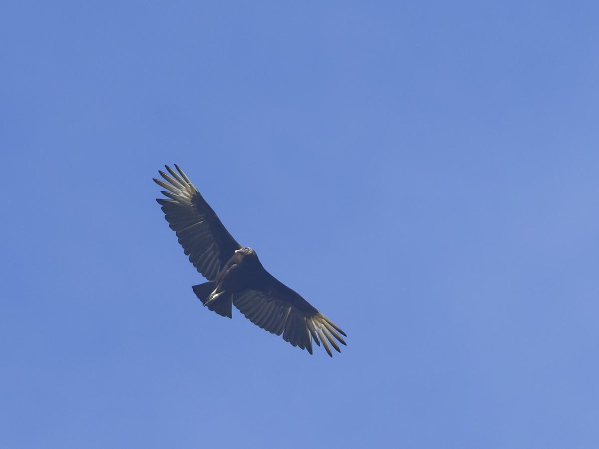 Black Vulture - ML618402772