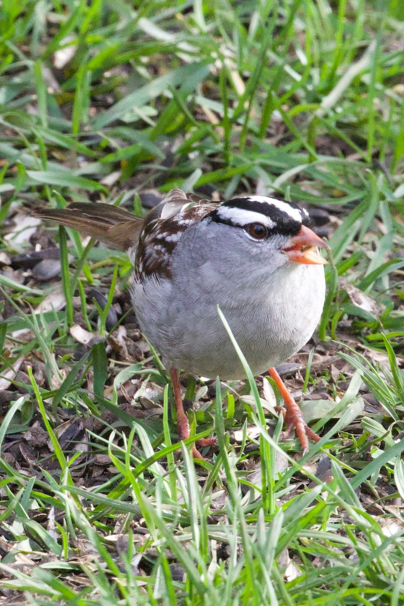 White-crowned Sparrow - ML618402780