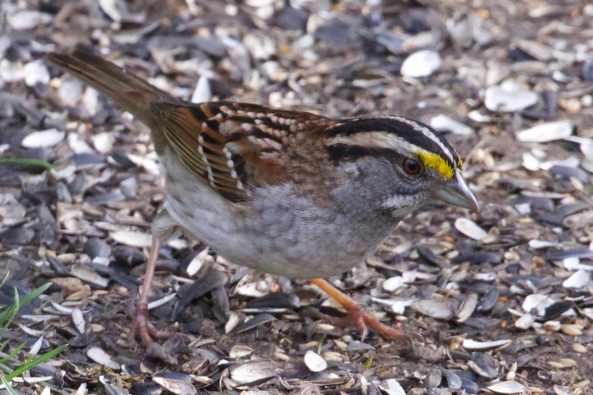 White-throated Sparrow - ML618402788