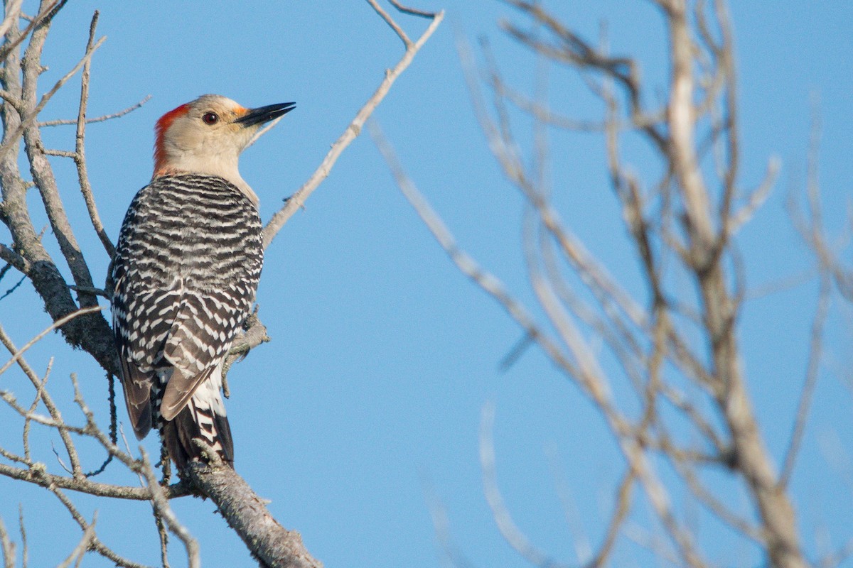 Red-bellied Woodpecker - ML618402796