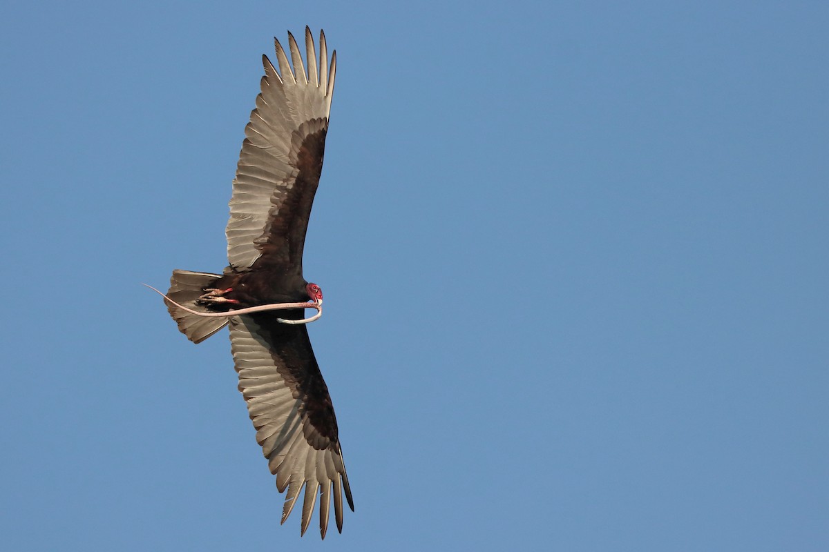 Turkey Vulture - ML618402831