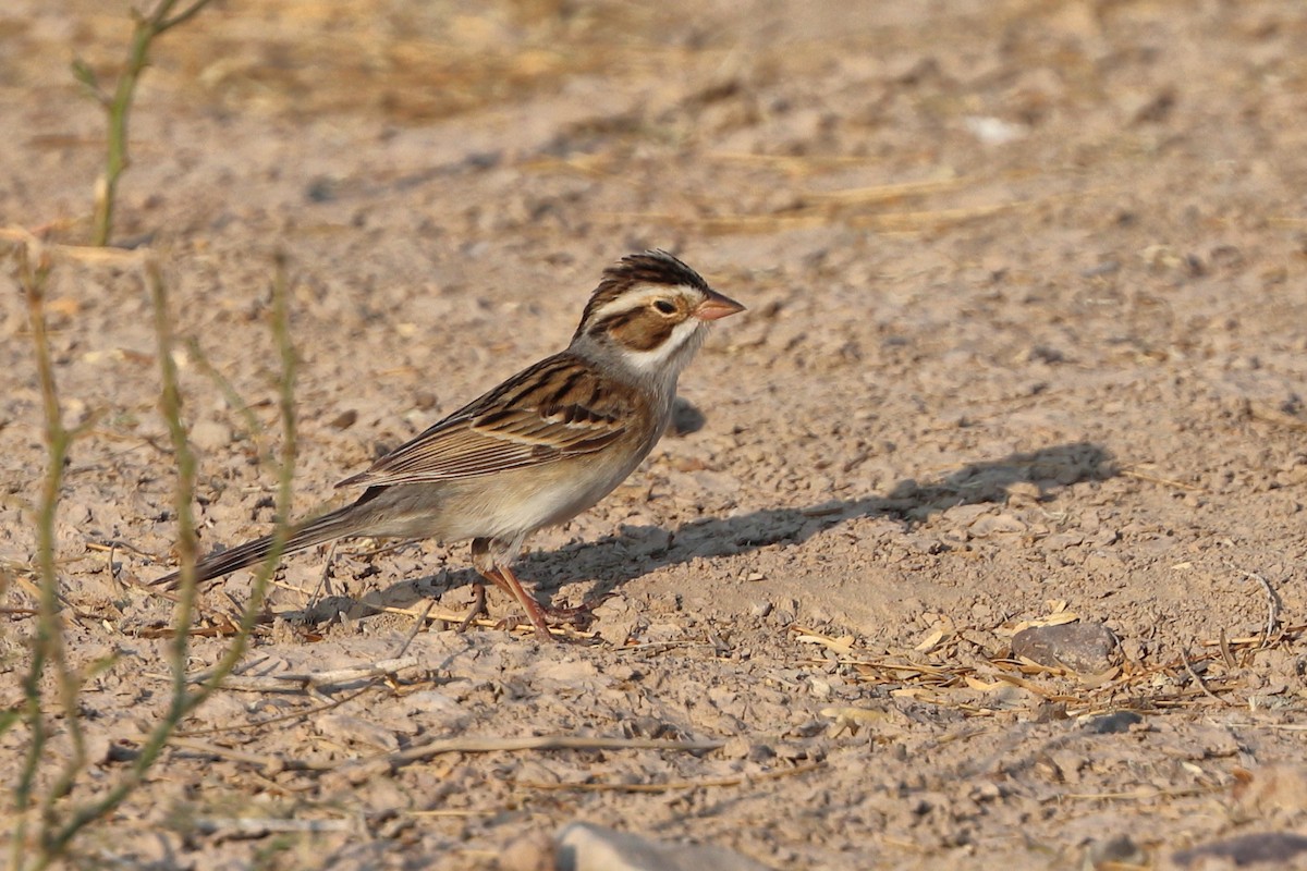 Clay-colored Sparrow - ML618402897