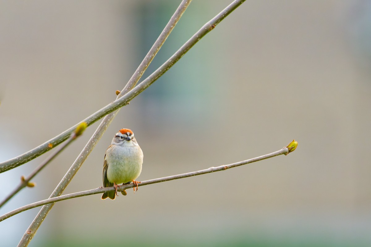 Chipping Sparrow - ML618402902