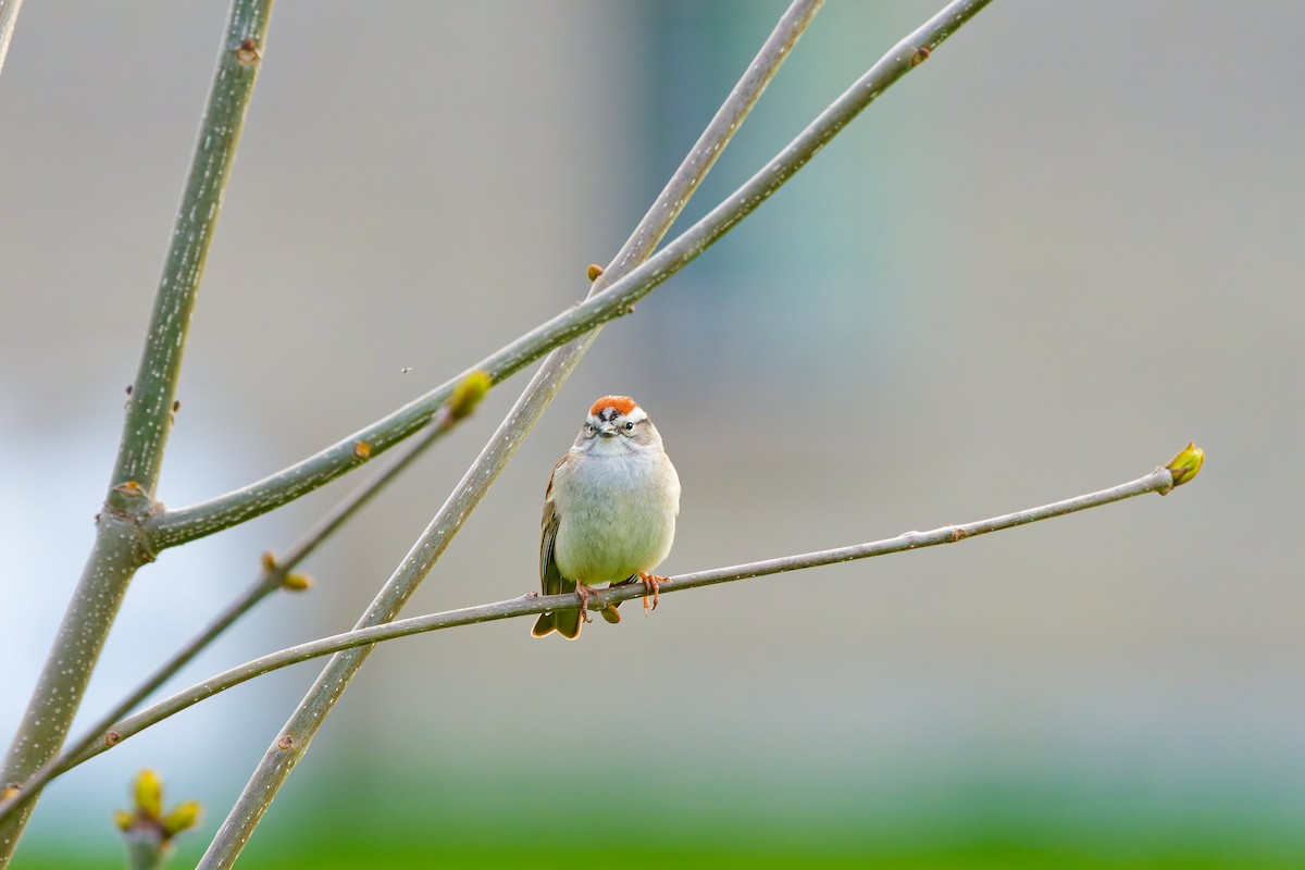 Chipping Sparrow - ML618402904