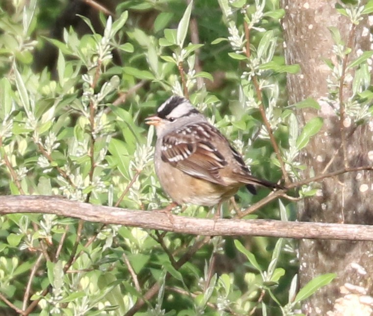 White-crowned Sparrow - ML618402906