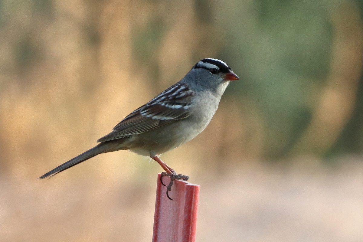 White-crowned Sparrow - ML618402930