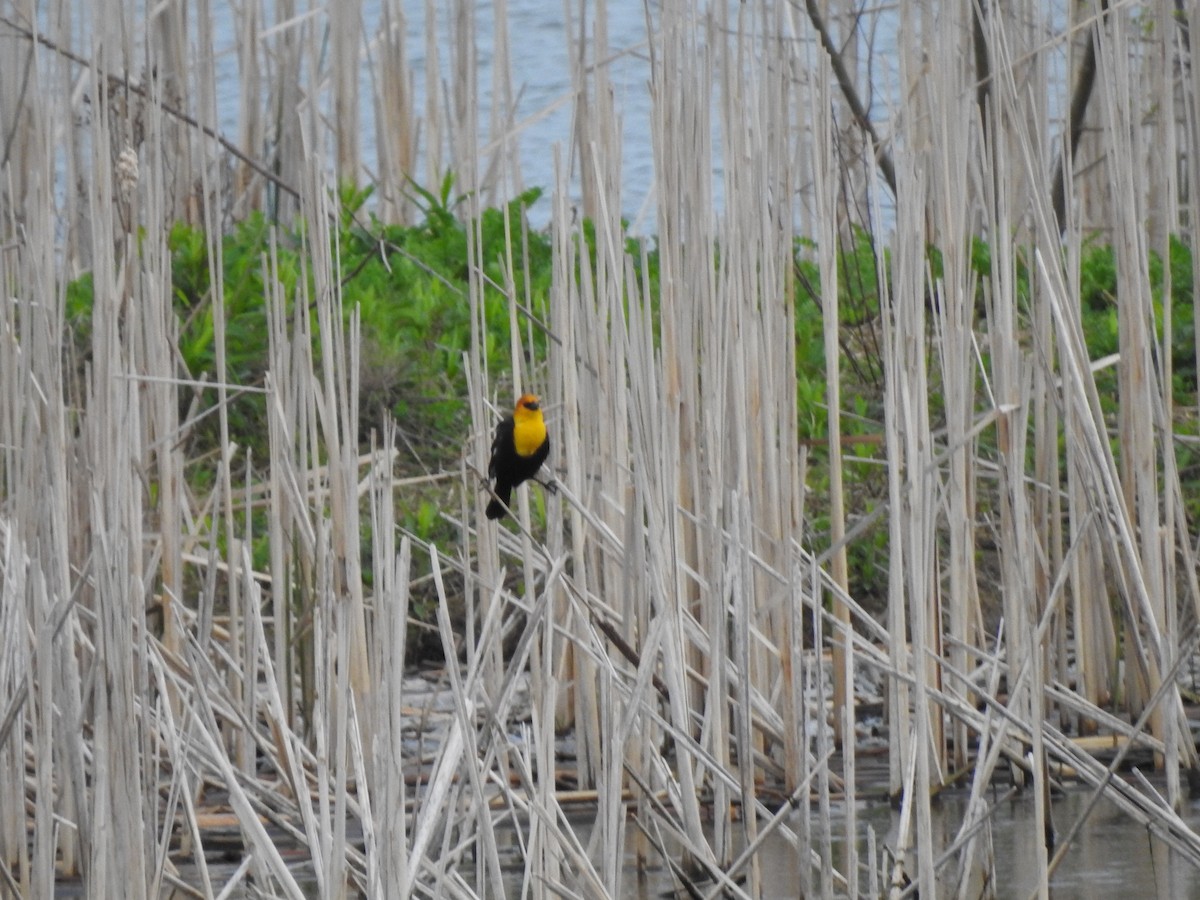 Yellow-headed Blackbird - ML618402940