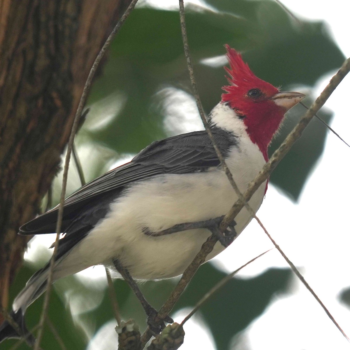 Red-crested Cardinal - ML618402941