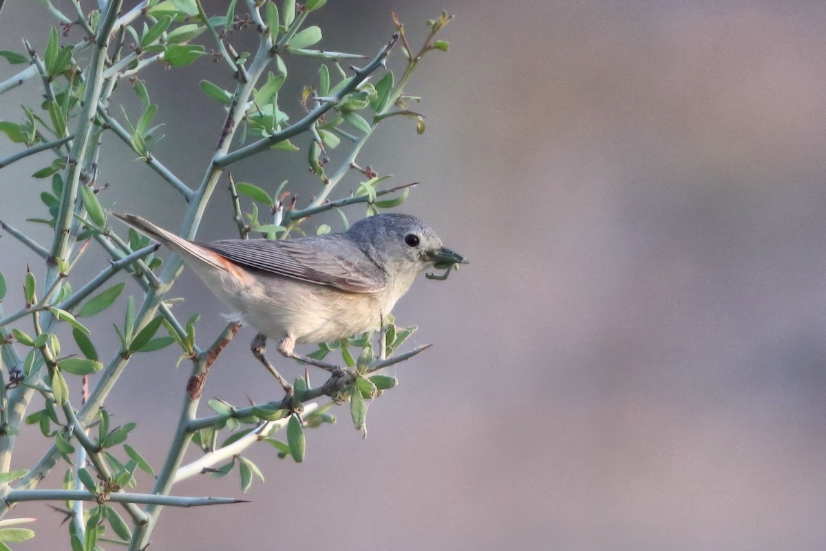 Lucy's Warbler - ML618402944