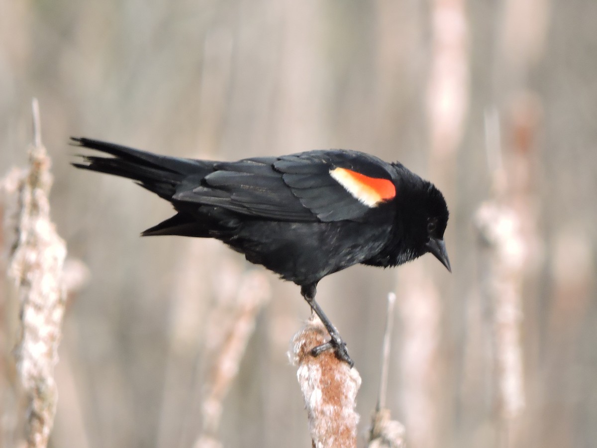 Red-winged Blackbird - ML618402956