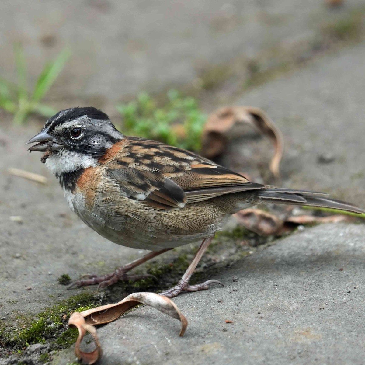 Rufous-collared Sparrow - ML618402996