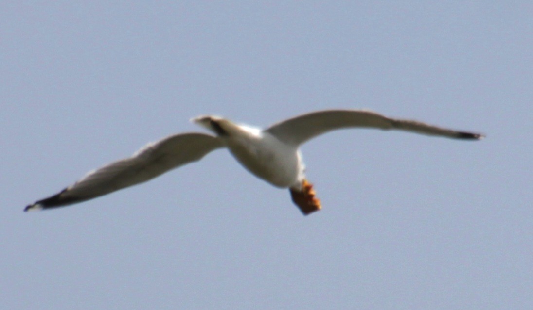 Herring Gull (American) - ML618403017