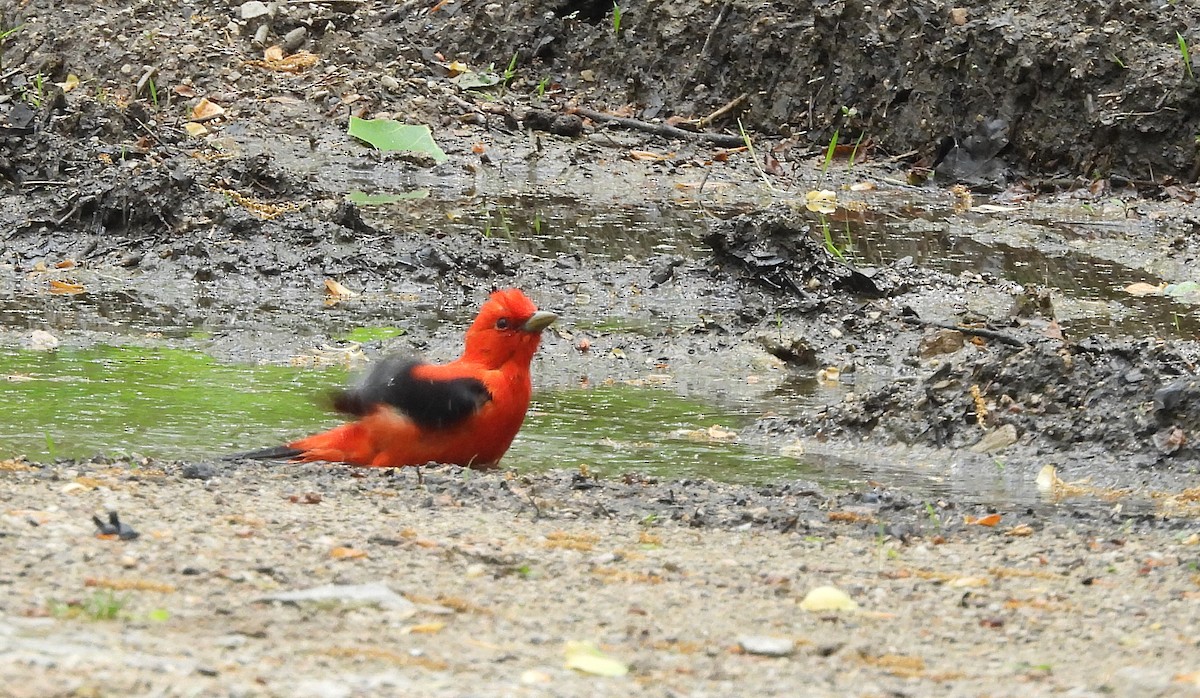 Scarlet Tanager - ML618403048
