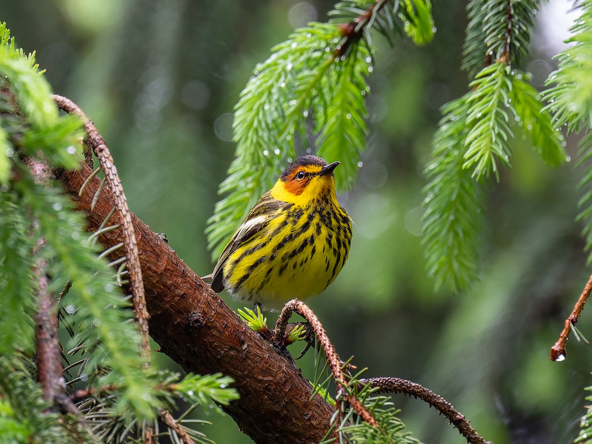 Cape May Warbler - ML618403050