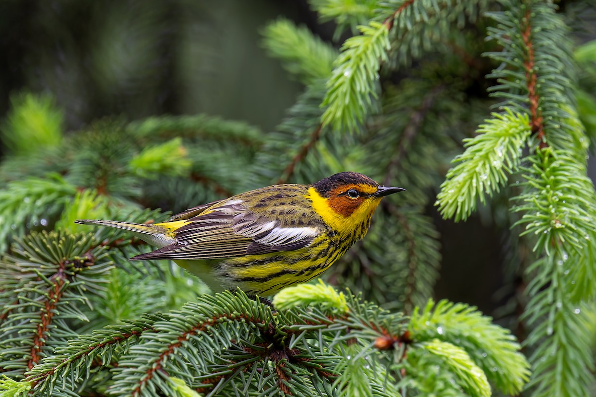 Cape May Warbler - David French