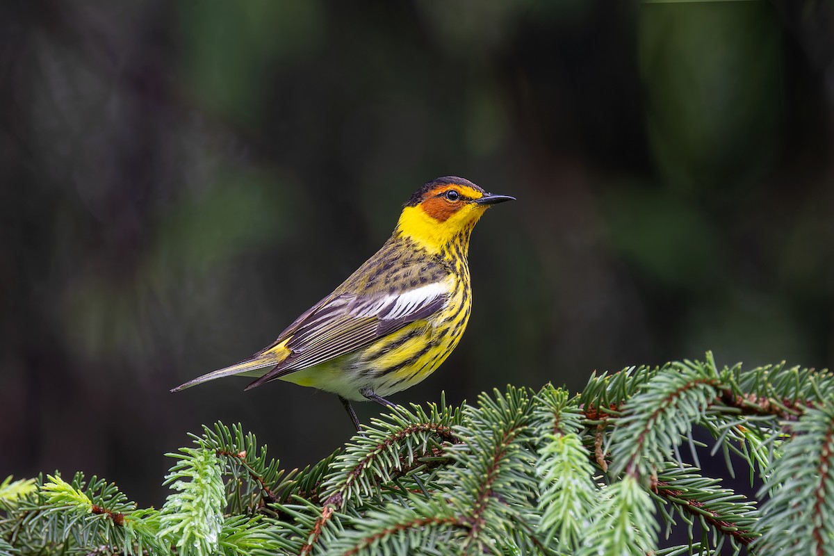 Cape May Warbler - ML618403052
