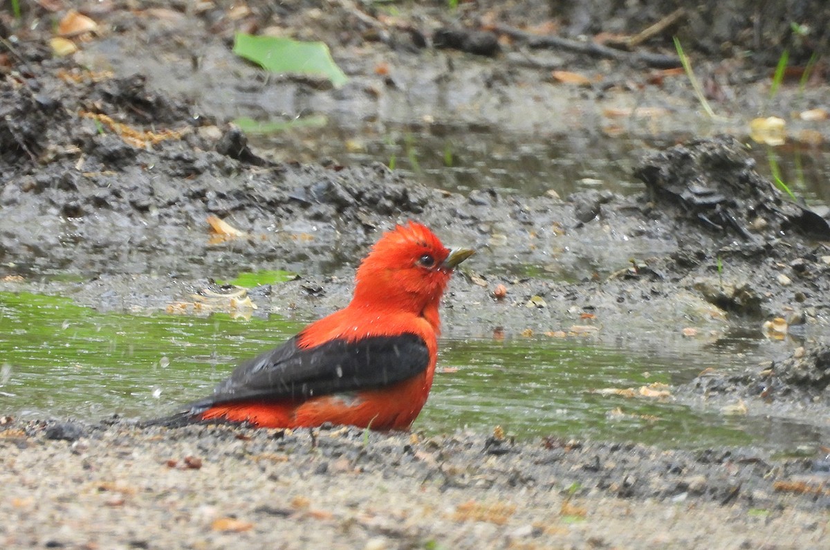 Scarlet Tanager - ML618403054