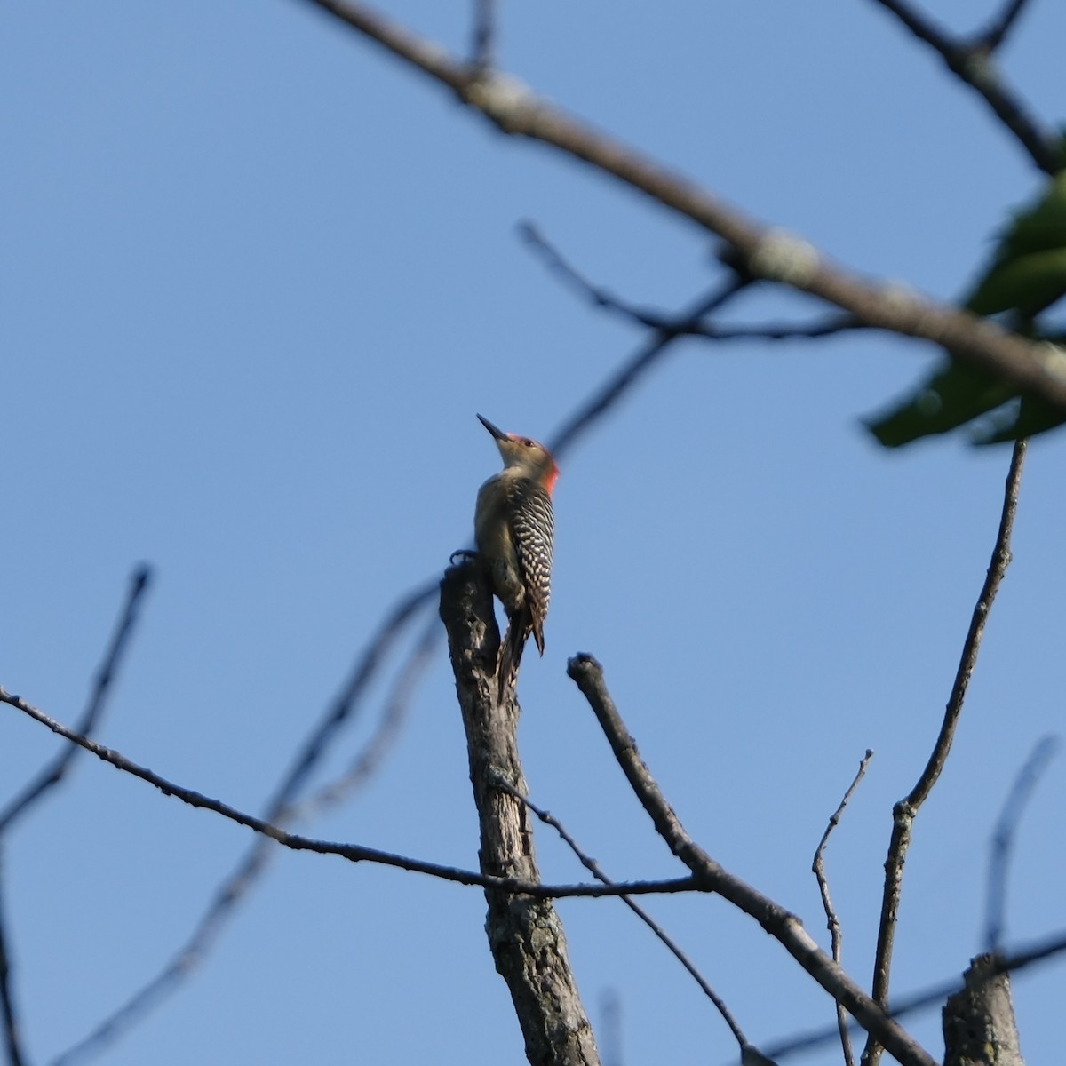 Red-bellied Woodpecker - Emily Wiggans