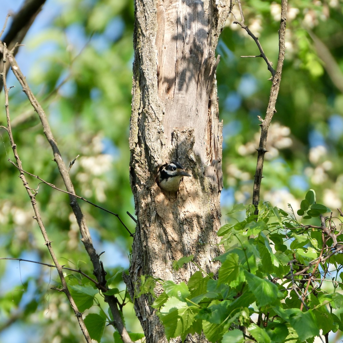 Red-bellied Woodpecker - ML618403058
