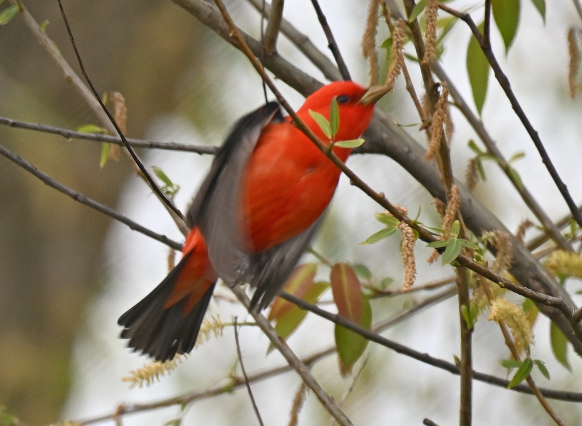 Scarlet Tanager - ML618403062