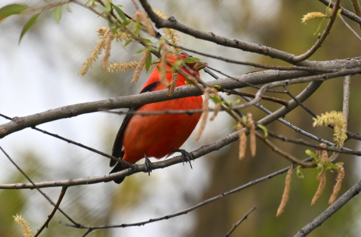 Scarlet Tanager - ML618403063