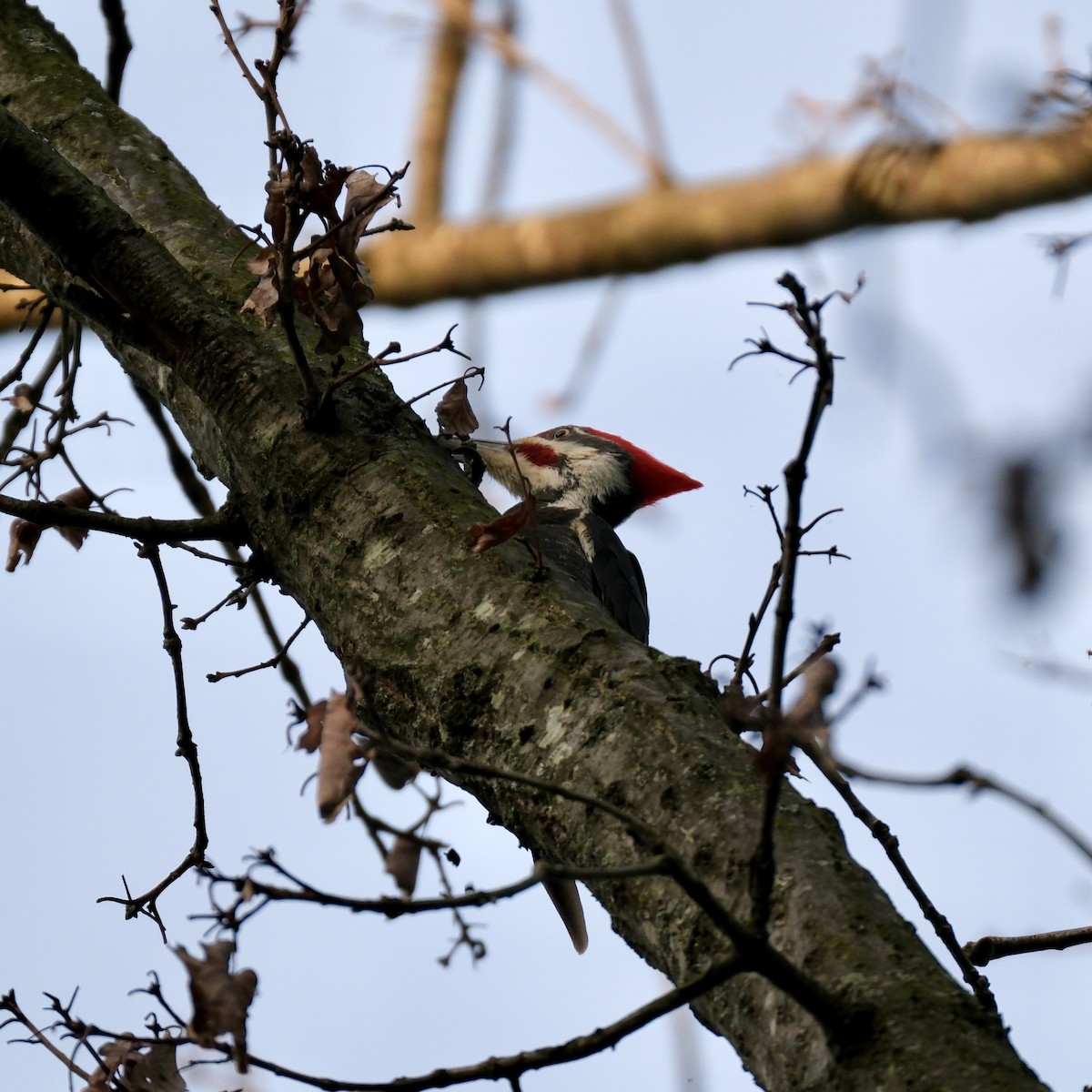Pileated Woodpecker - Emily Wiggans