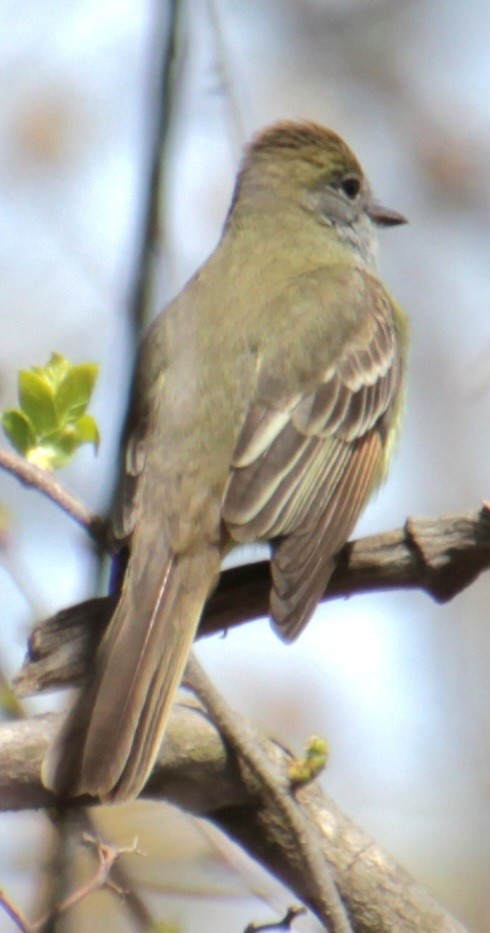 Great Crested Flycatcher - ML618403070