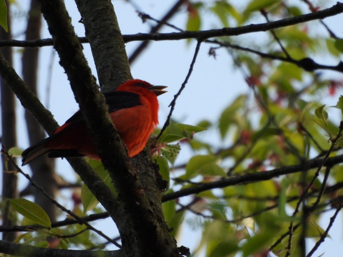 Scarlet Tanager - ML618403071