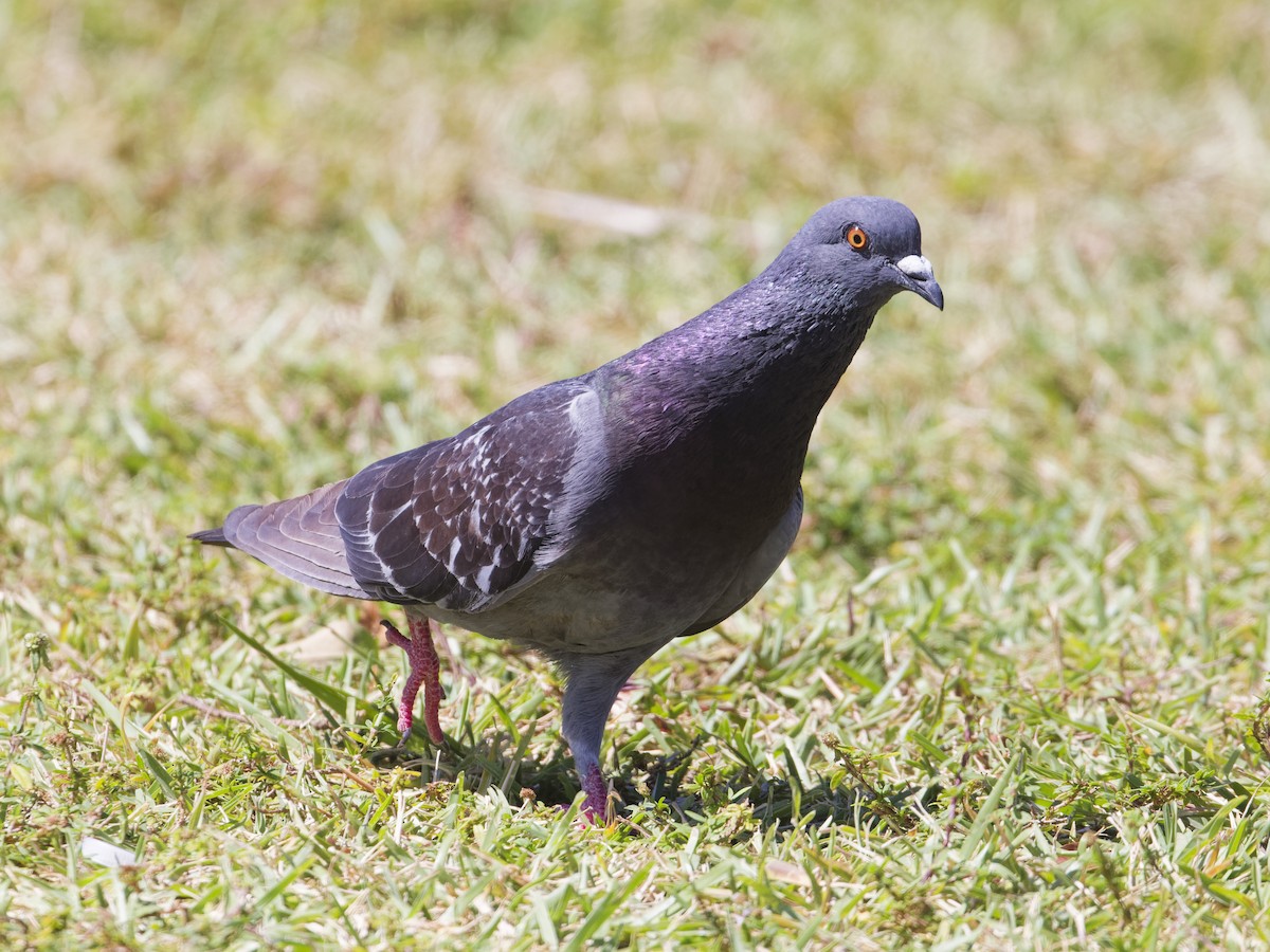 Rock Pigeon (Feral Pigeon) - ML618403079