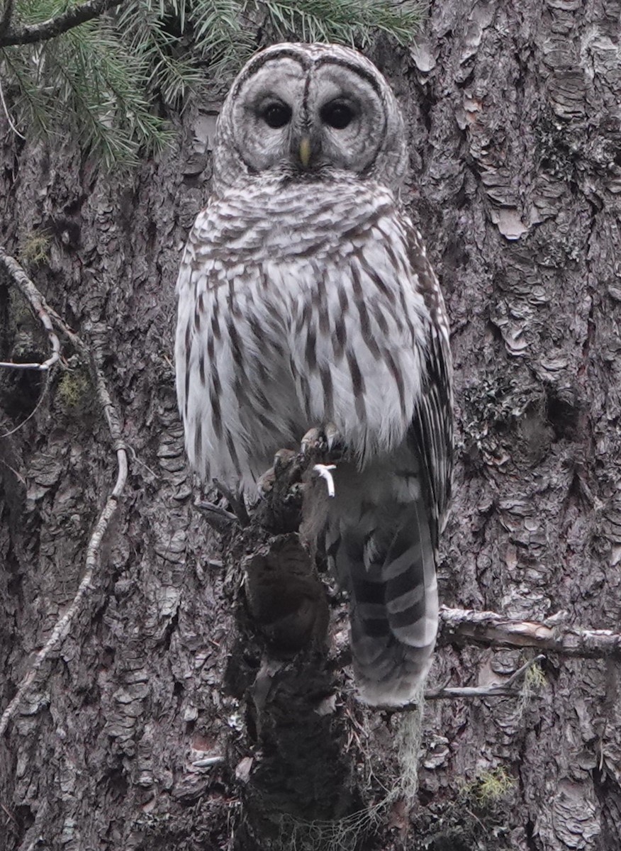 Barred Owl - ML618403084