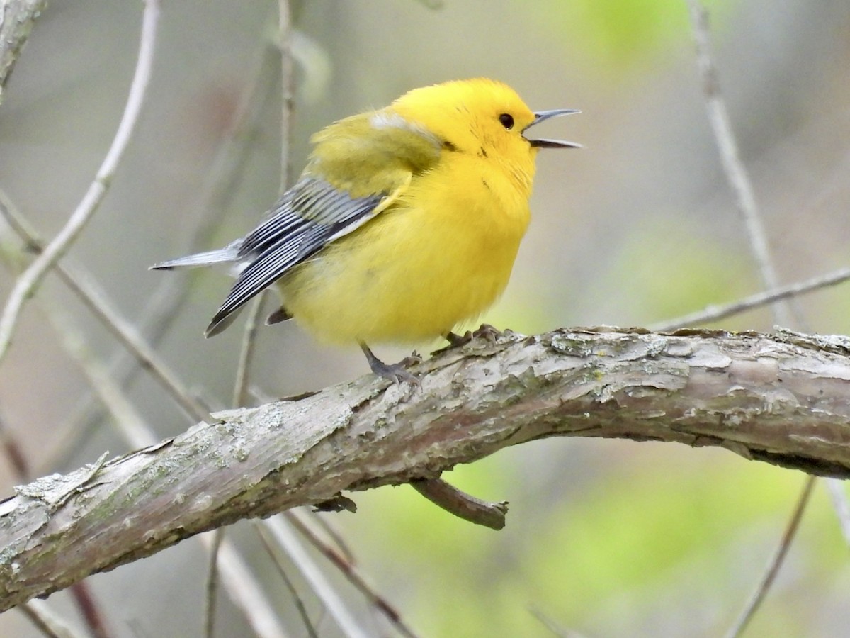 Prothonotary Warbler - ML618403090