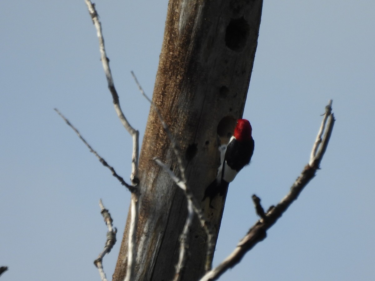 Red-headed Woodpecker - ML618403091