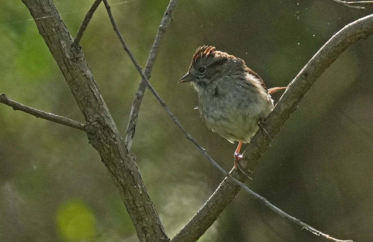 Swamp Sparrow - ML618403094