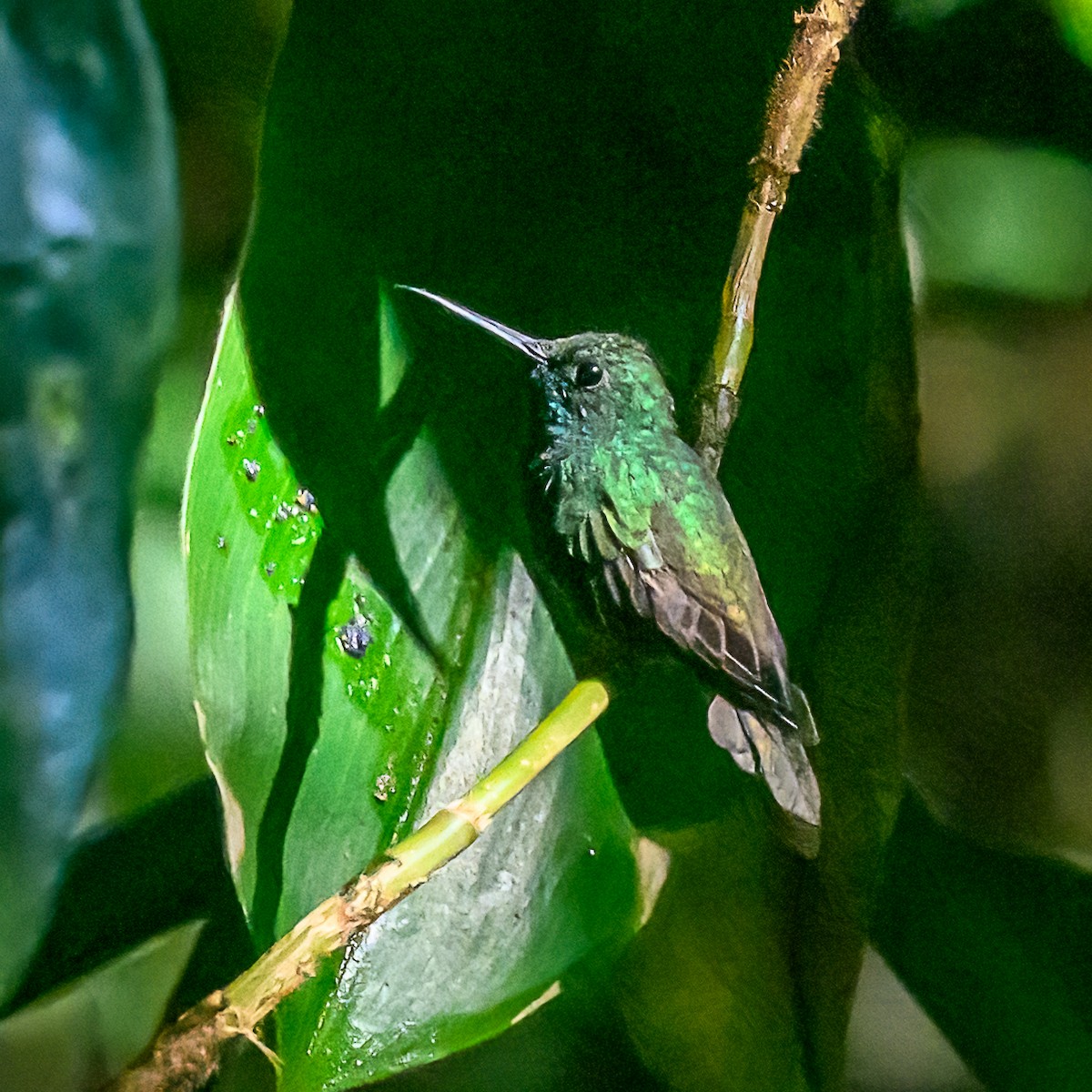 kolibřík křivozobý - ML618403096