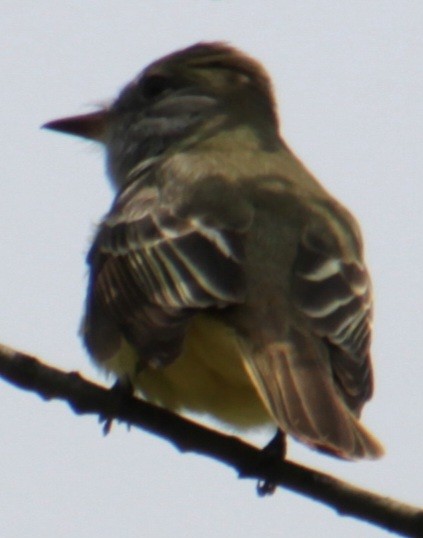 Great Crested Flycatcher - ML618403105