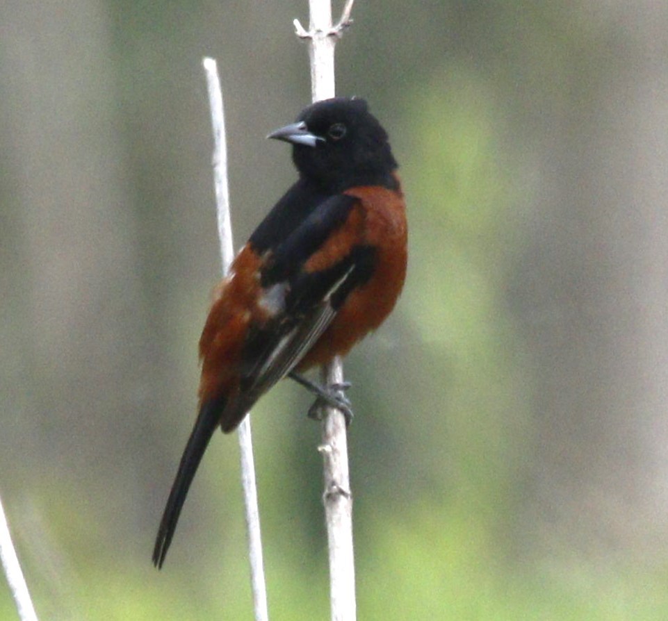 Orchard Oriole - ML618403140