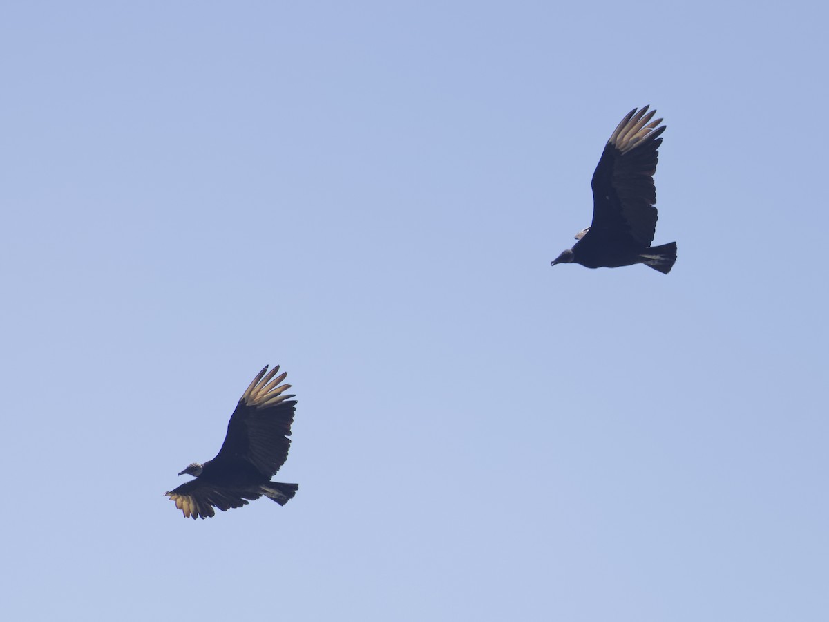 Black Vulture - ML618403152