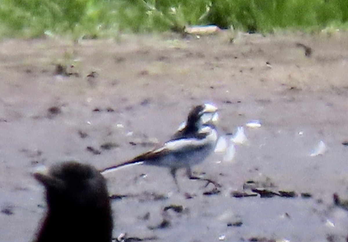 White Wagtail (Black-backed) - ML618403155