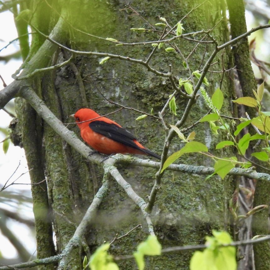 Scarlet Tanager - ML618403187