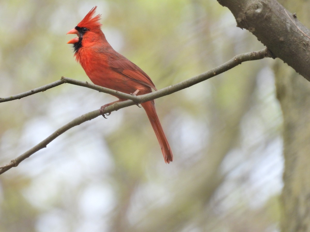 Cardinal rouge - ML618403198