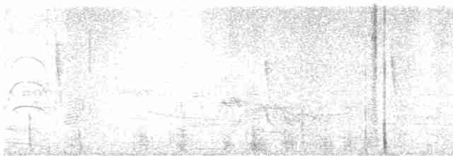 Татаупа чагарниковий (підвид occidentalis) - ML618403200