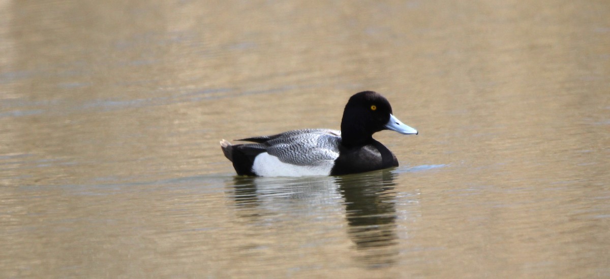 Lesser Scaup - Don Cassidy