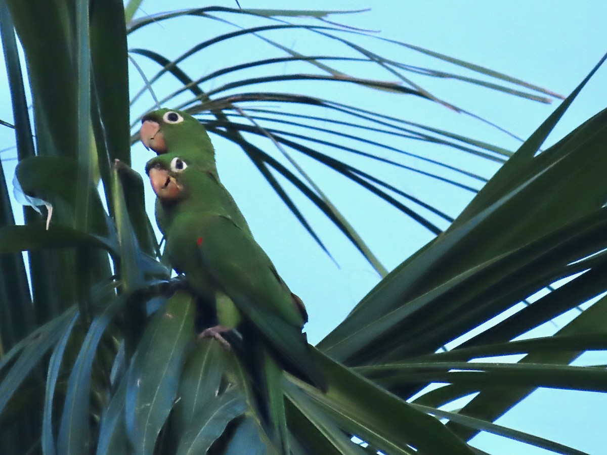 Hispaniolan Parakeet - Susan Cole