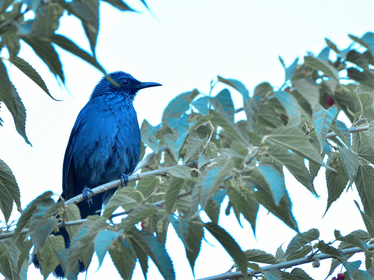 Blue Mockingbird - ML618403284