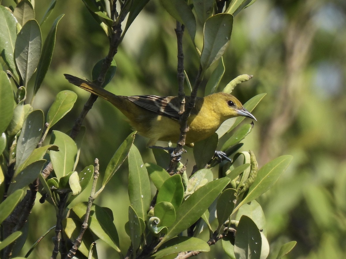 Orchard Oriole - ML618403286