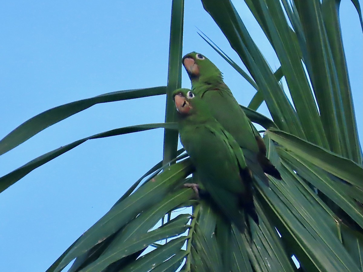 Hispaniolan Parakeet - ML618403308