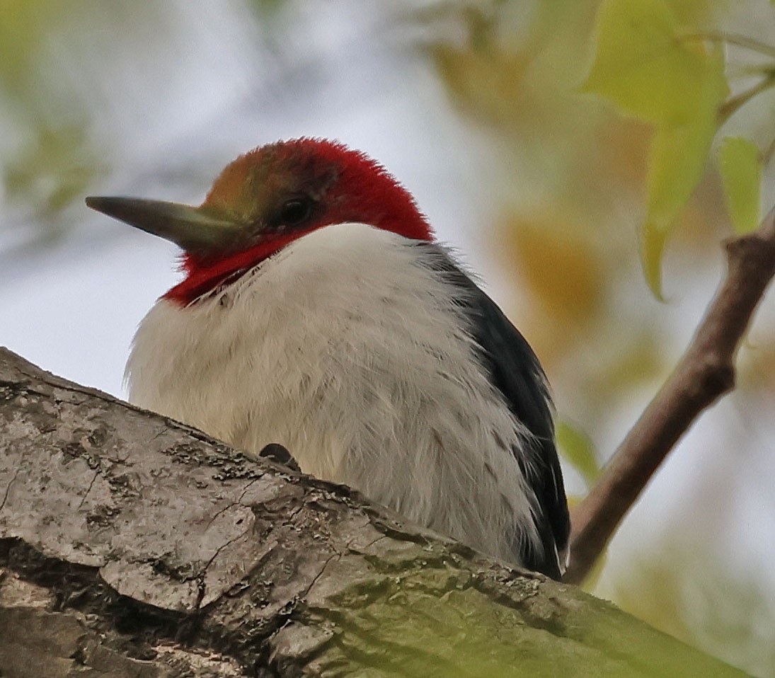 Red-headed Woodpecker - ML618403347