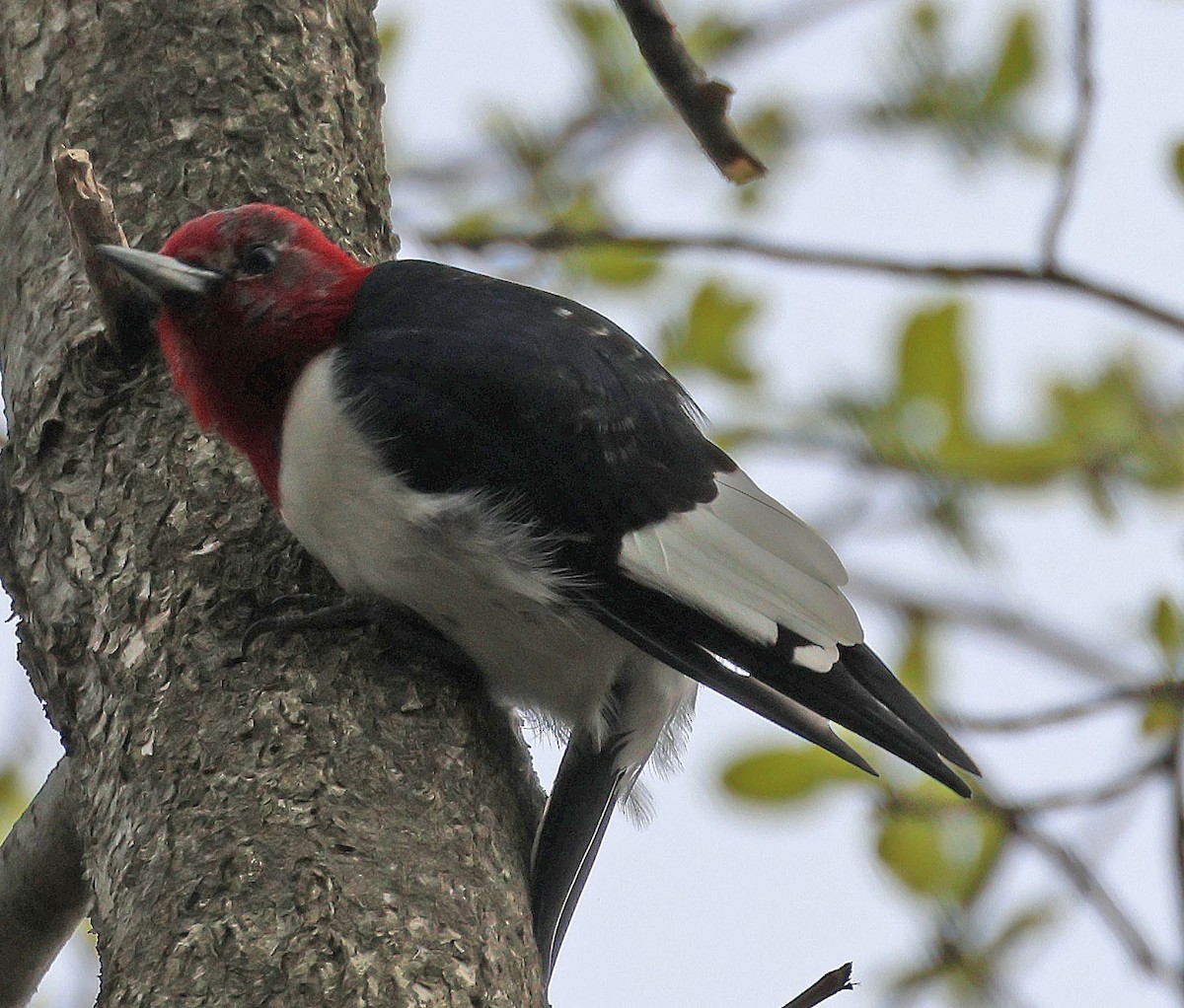 Red-headed Woodpecker - ML618403348